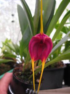 Masdevallia John Tomaschke