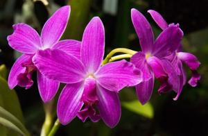 Cattleya Carole Cowan