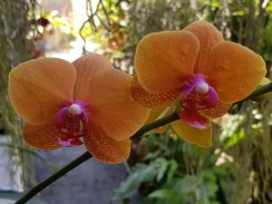 Phalaenopsis Surf Song