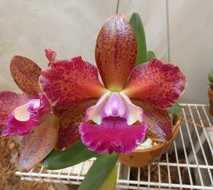 Rhyncholaeliocattleya Volcano Jewel