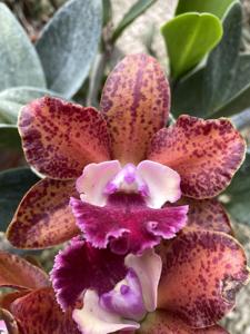 Rhyncholaeliocattleya Volcano Jewel