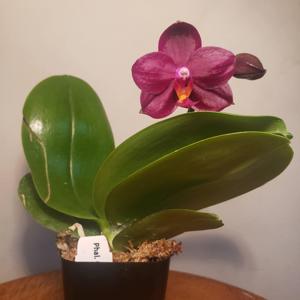 Phalaenopsis Chang Jhih Lady