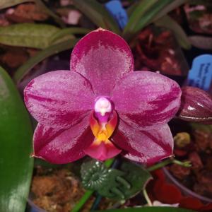 Phalaenopsis Chang Jhih Lady