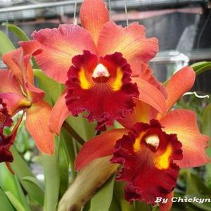 Rhyncholaeliocattleya Taiwan Dragon
