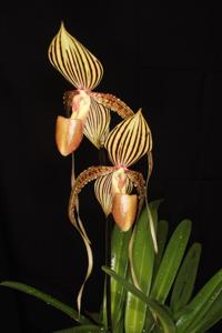 Paphiopedilum Shin-Yi Isabel