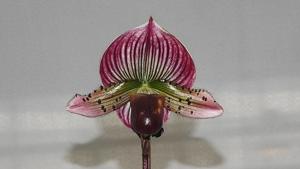 Paphiopedilum Shin-Yi Heart