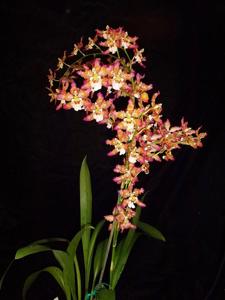 Oncidium Pacific Panache