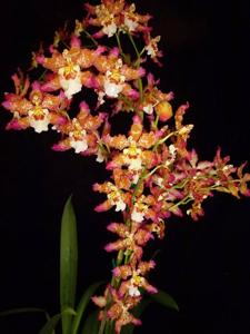 Oncidium Pacific Panache