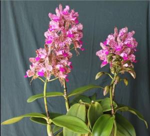 Cattleya Jungle Queen