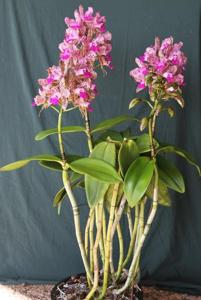 Cattleya Jungle Queen