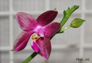 Phalaenopsis Joshua Irwin Ginsberg