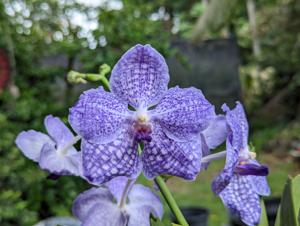 Vanda The Orchid Peddler