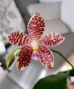 Phalaenopsis Sacajawea