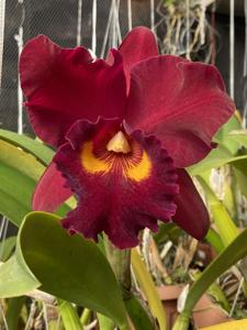 Rhyncholaeliocattleya Taiwan Beauty Girl