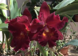 Rhyncholaeliocattleya Taiwan Beauty Girl