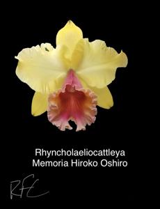 Rhyncholaeliocattleya Memoria Hiroko Oshiro