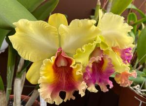 Rhyncholaeliocattleya Memoria Hiroko Oshiro