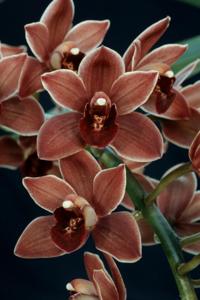 Cymbidium Alida Valli