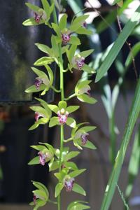 Cymbidium Cliff Hutchings