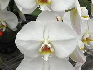 <i>Phalaenopsis</i> King Car Wonder