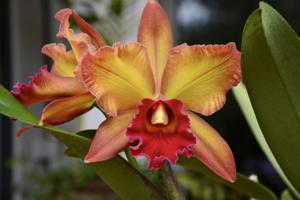 Rhyncholaeliocattleya Suzuki's Red Flare