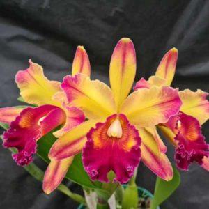 Rhyncholaeliocattleya Suzuki's Red Flare