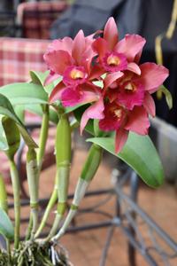 Cattlianthe Suzuki's Red Star