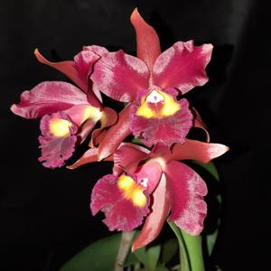 Cattlianthe Suzuki's Red Star