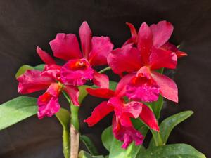 Cattlianthe Suzuki's Red Star