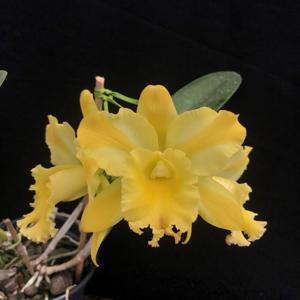 Rhyncholaeliocattleya Suzuki's Yellow Flare