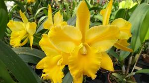 Rhyncholaeliocattleya Suzuki's Yellow Flare