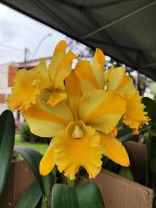 Rhyncholaeliocattleya Suzuki's Yellow Flare