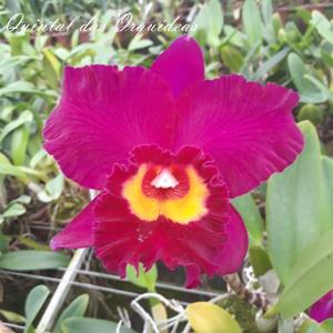 Cattleya Tiago Suzuki