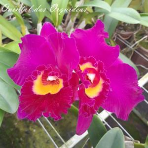 Cattleya Tiago Suzuki