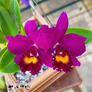 Cattleya Tiago Suzuki