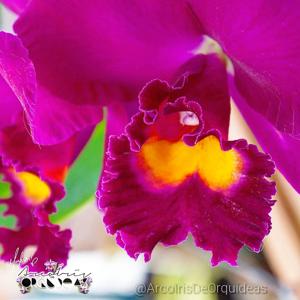 Cattleya Tiago Suzuki