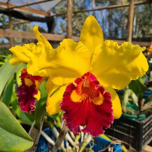 Rhyncholaeliocattleya Rodrigo Suzuki