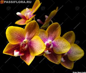 Phalaenopsis Joy Sara Lady