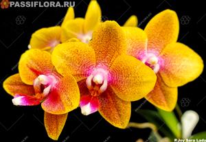 Phalaenopsis Joy Sara Lady