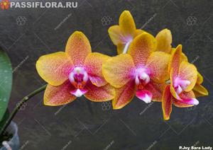 Phalaenopsis Joy Sara Lady