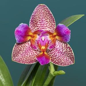 Phalaenopsis Joy Fairy Tale