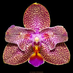 Phalaenopsis Joy Fairy Tale