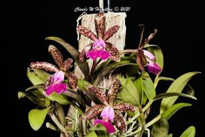 Cattleya Peckaviensis