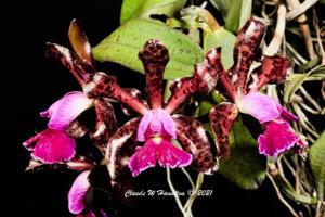 Cattleya Peckaviensis