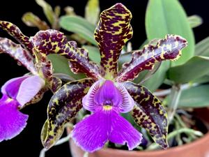 Cattleya Peckaviensis