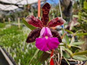 Cattleya Peckaviensis