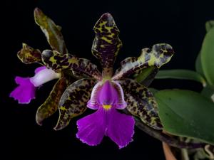 Cattleya Peckaviensis