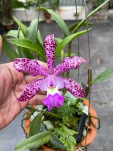 Cattleya Summer Spot