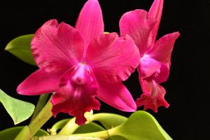 Cattleya Purple Fantasy