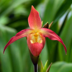 Phragmipedium Nicholle Tower